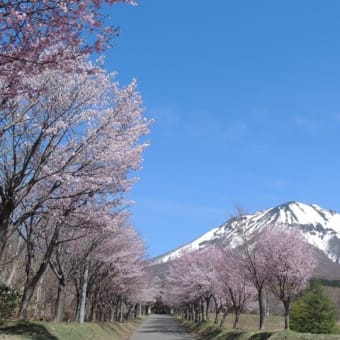 ２０２４年 桜と岩木山、そして山麓の花々