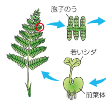 胞子で増える生物 ベック式 難単語暗記法ブログ
