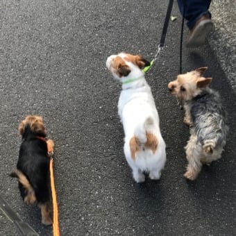 ジーナが来てから１ヶ月