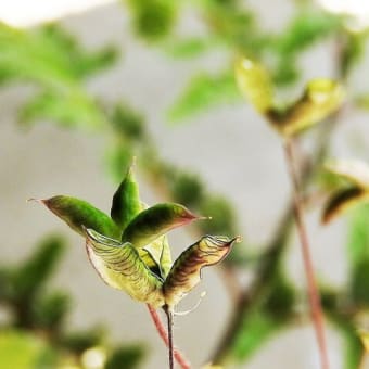 ヒメウズ　　　　　　花も実も葉もうつくしい　　　　　　千葉県市川浦安アスファルト脇植物園・自宅