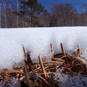 雪解けの断面