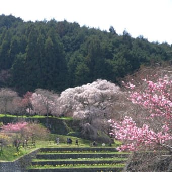 宇陀の又兵衛桜