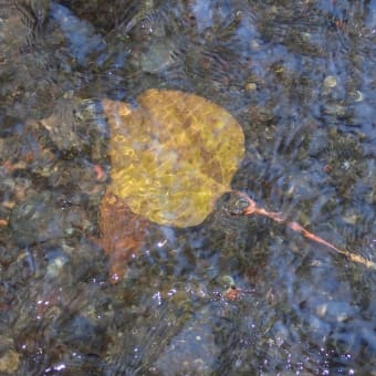 三島源兵衛川の自然：水の中に沈んでいたアカメガシワの葉