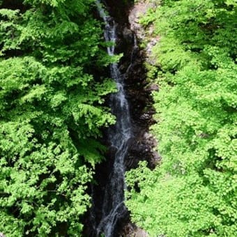 新緑とミツバツツジの咲く三頭山