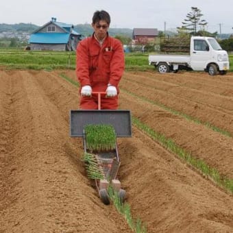 長ネギ定植作業