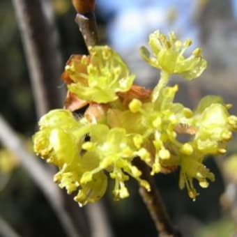 双子の花