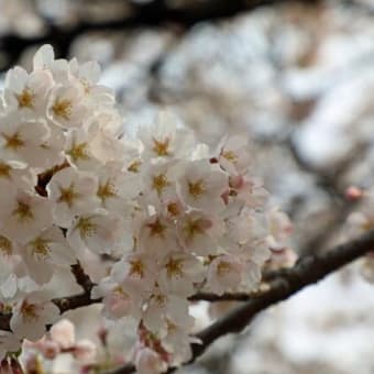 福泉寺の桜　2025　壱