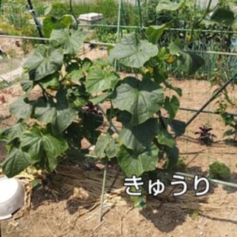 菜園の夏作リスト