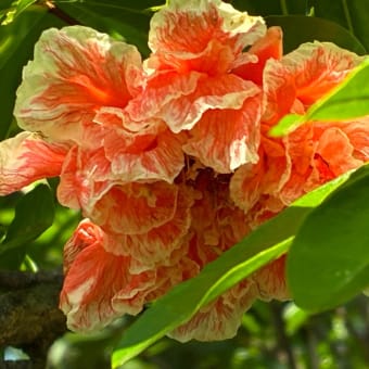 ザクロの花