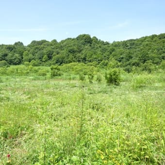 H29,30植栽場所の状況について