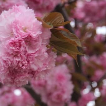 〆の八重桜