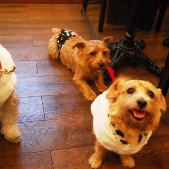 ＠Dog Cafe