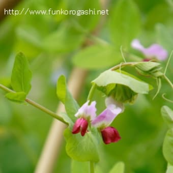 豆科の花