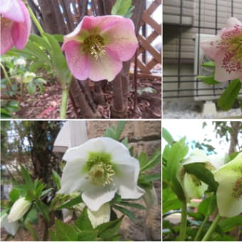３月の花②（自宅）