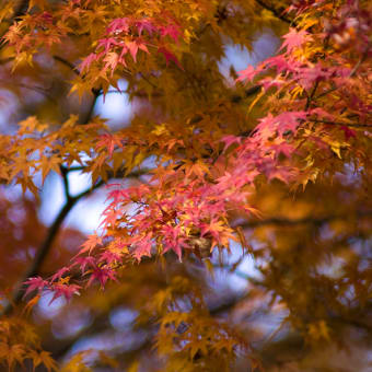 紅葉　其の弐 （太宰府① 観世音寺）