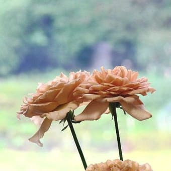 「イブニングティ」薔薇の花