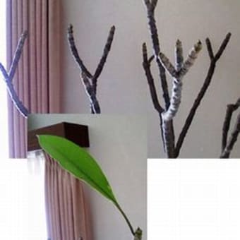 春を待っています