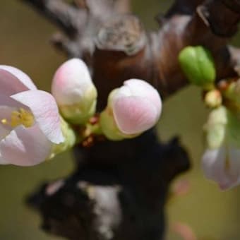鉢植えのボケ（２）「祝桜」
