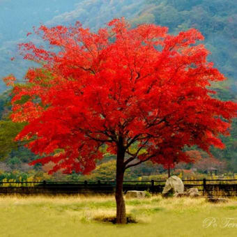 今年の紅葉はどうかな？