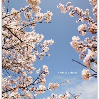 桜と青空と…