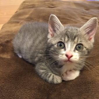 ニャンコ、トトロになる