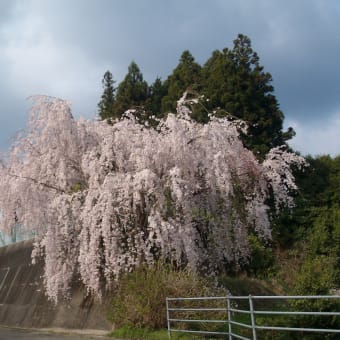 日本国政は揺れても春は来る