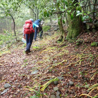 多良山系 2025.05.20 五家原岳周辺 コケイランとエビネ観賞