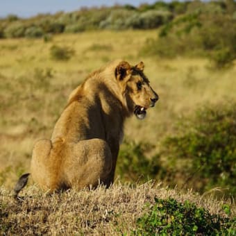 ◆ BIG５◆ Complete! @ Maasai Mara National Reserve