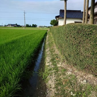 生垣