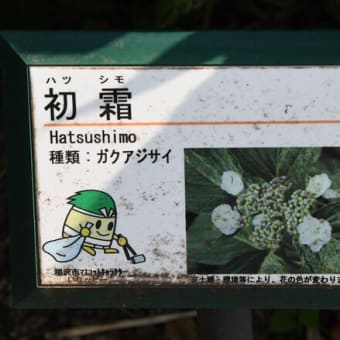 水無月の街隼