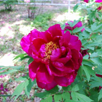 今日の花の様子
