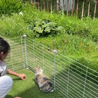 庭遊び