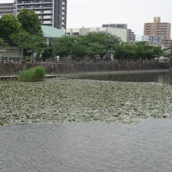 ６月例会「久留米の花菖蒲を求めて」（福岡県久留米市）