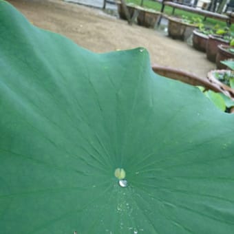 今月も雨