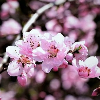 桜の花を謳歌・・・・花の命は短くて・・！！(*^_^*)