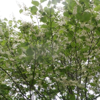 5月に出会った花たち