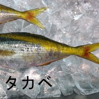 ウメイロ 船釣り