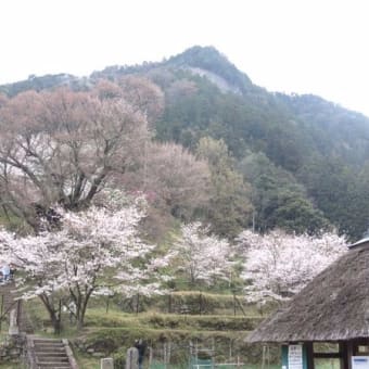 東吉野の桜と温泉