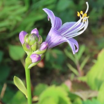 音楽を奏でる花たち
