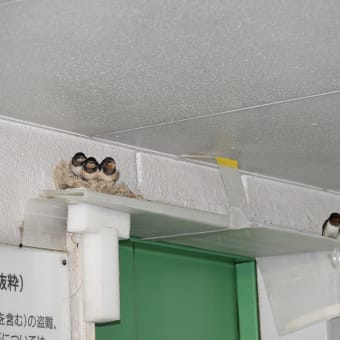 元気に飛び回っています