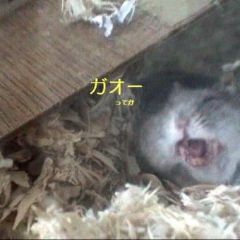 「助けを求めようと叫ぶ」って？