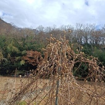 冬の風景2025 枯山と枯朝顔