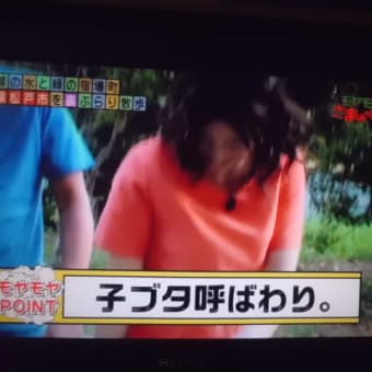 子ブタのダンスなり～