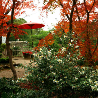 玄宮園　其の２（最終回）　（2011年12月06日　火　薄曇り　EOS5D EF24-105mmF4ISL）