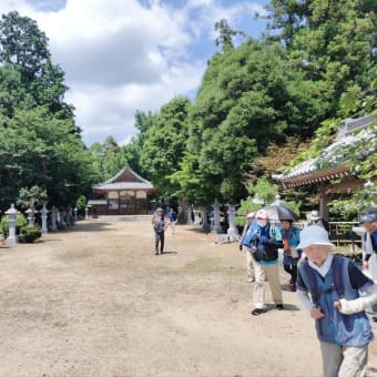 近江妙蓮公園のハスを訪ねて〜滋賀県ウォーキング協会例会