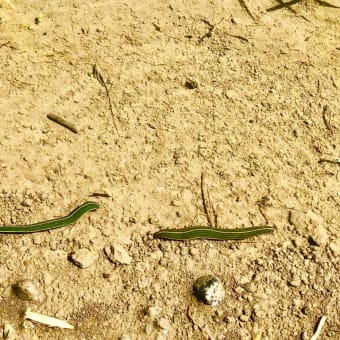 セスジビル確認〜2019.6.17 水田にて〜