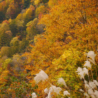 小谷村の山の中　紅葉が素敵でした