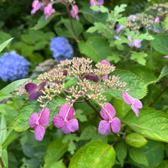 高知　星ヶ丘公園の睡蓮と紫陽花