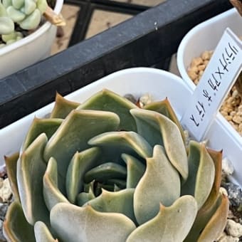 寄せ植え作ろう