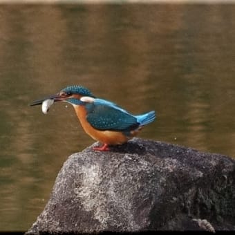 かわせみ　翡翠　知多半島東浦町の鳥　２月 １日のカワセミ